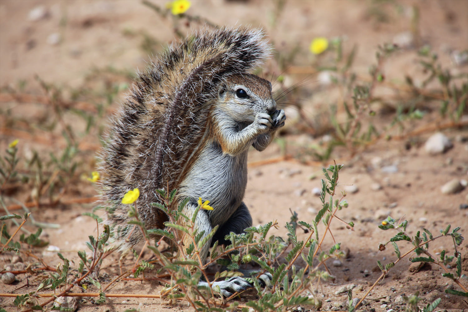 Wander the Australian Outback with these magnificent guys- the bush tail squirrel