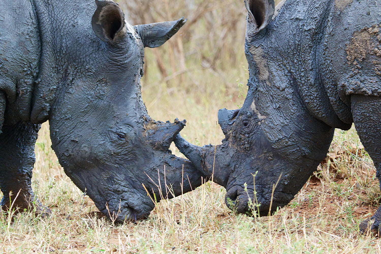 Rhino Charge: the big 5 of the baddest, meanest, wild beasts of Africa unveiled